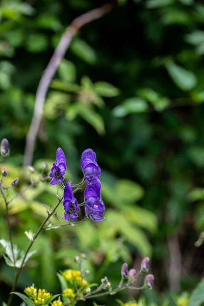 Ormanda yetişen Aconitum çeşidi, yakın plan.