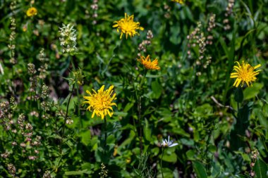 Hieracium villosum flower growing in mountains