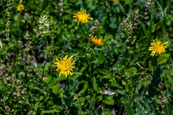 Hieracium Villosum Flower Growing Mountains — Foto Stock