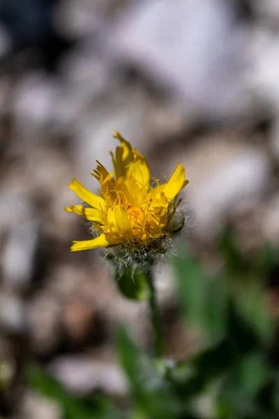 Hieracium Villosum Flower Growing Mountains — Stok fotoğraf