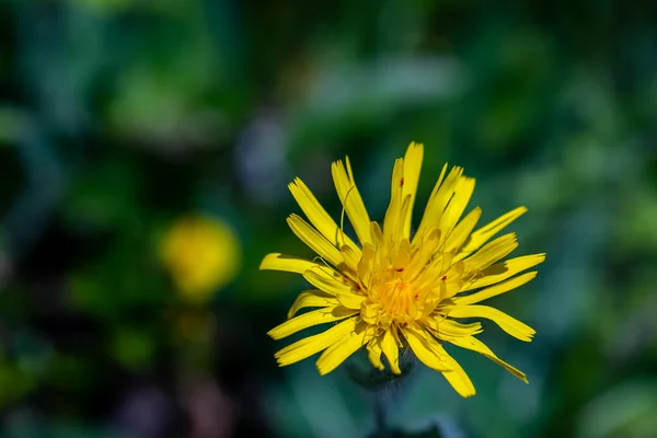 Hieracium Villosum Blume Wächst Den Bergen — Stockfoto