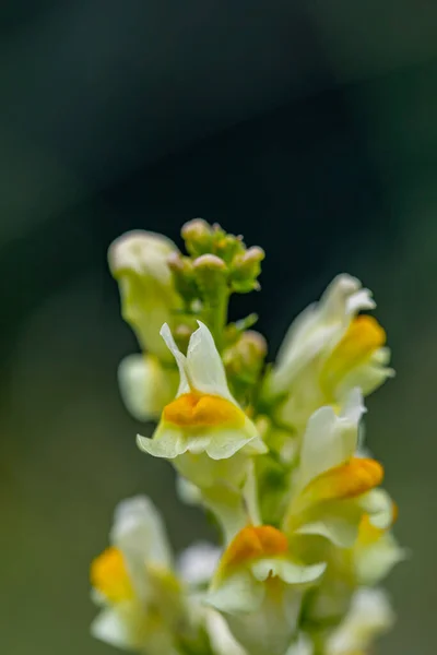 Linaria Vulgaris Λουλούδι Που Αναπτύσσεται Στα Βουνά — Φωτογραφία Αρχείου