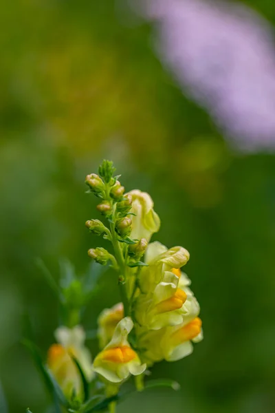 Linaria Vulgaris ดอกไม บโตในภ เขา — ภาพถ่ายสต็อก