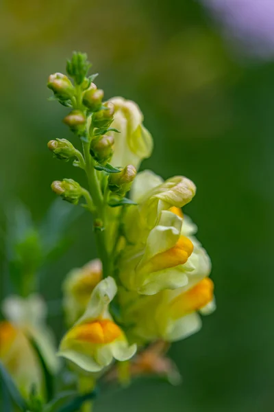 Linaria Vulgaris Flower Growing Mountains — Stock Photo, Image