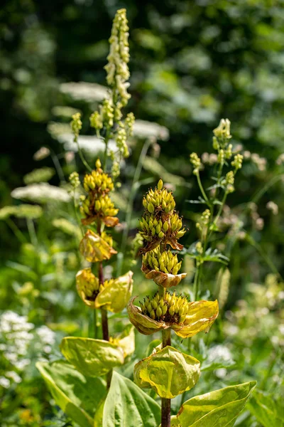 Gentiana Lutea dağlarda yetişiyor