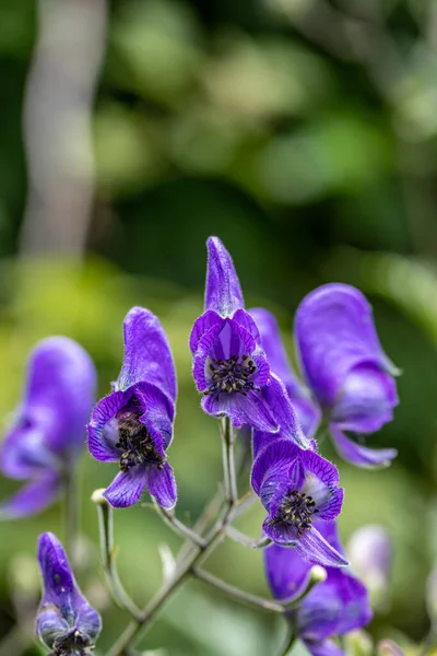 Aconitum Variegatum Flor Que Crece Bosque Cerca — Foto de Stock