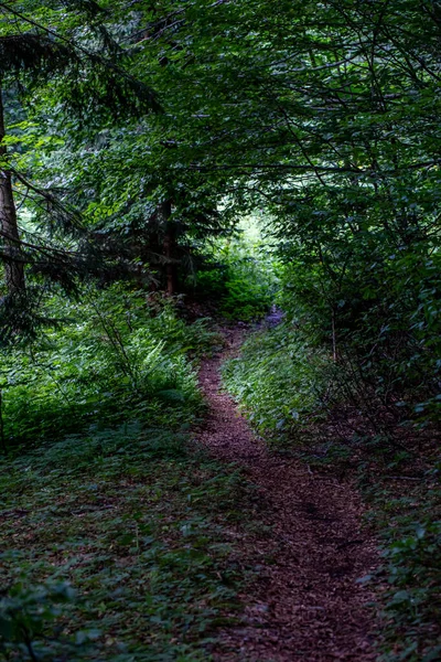 stock image Mountain path in high mountains