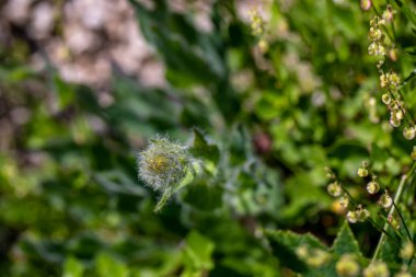 Hieracium villosum flower growing in mountains