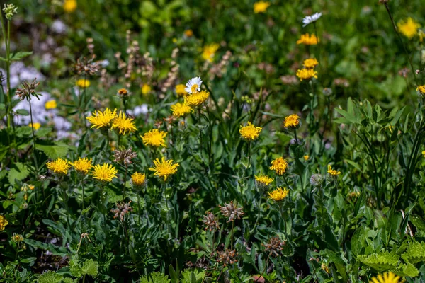Hieracium Villosum Flower Growing Mountains — Stock Fotó