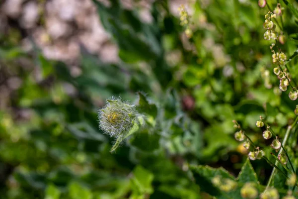 Hieracium Villosum Λουλούδι Που Αναπτύσσεται Στα Βουνά — Φωτογραφία Αρχείου