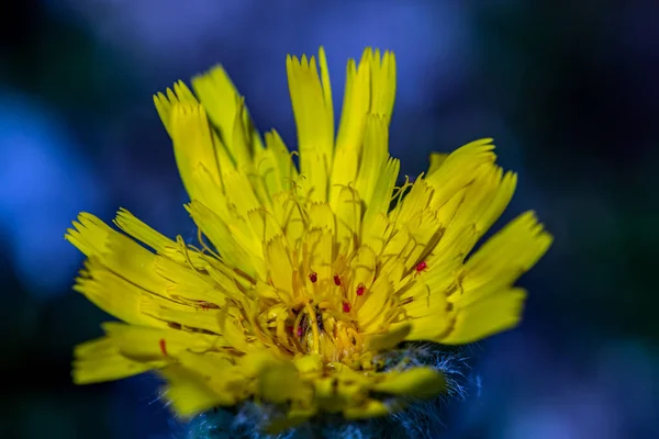 Hieracium Villosum Blume Wächst Den Bergen — Stockfoto