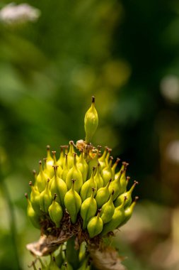 Gentiana Lutea dağlarda yetişiyor