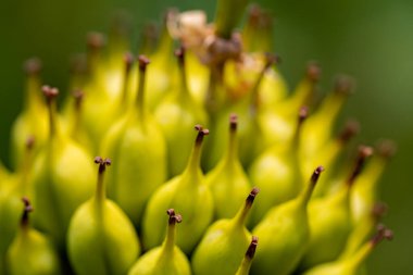 Gentiana Lutea dağlarda yetişiyor