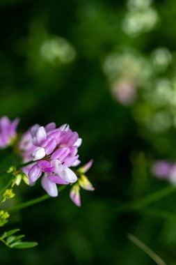 Securigera varia flower growing in forest, close up