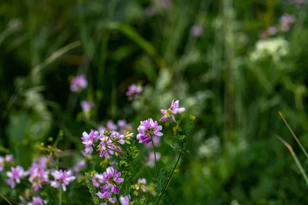 Ormanda Yetişen Securigera Varia Çiçeği Yakın Plan — Stok fotoğraf