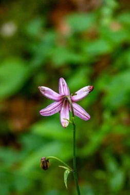 Ormanda yetişen Lilium margon çiçeği, yakın plan.