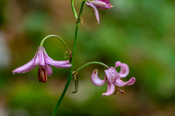 Квітка Лілійного Антагону Росте Лісі Крупним Планом — стокове фото