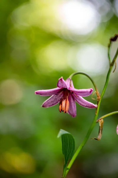 Lilium Martagon Fiore Che Cresce Nella Foresta Vicino — Foto Stock