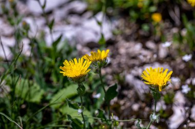 Dağlarda yetişen hieracium villosum çiçeği