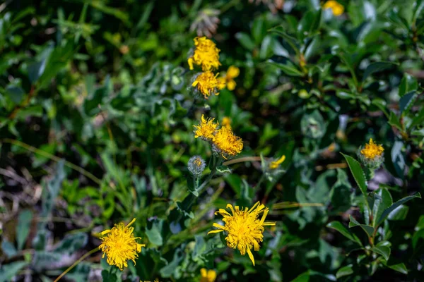 Hieracium Villosum Flor Crescendo Nas Montanhas — Fotografia de Stock