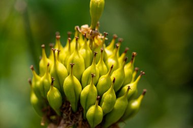 Gentiana Lutea dağlarda yetişiyor