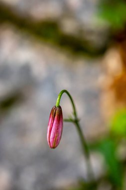 Ormanda yetişen Lilium margon çiçeği, yakın plan.