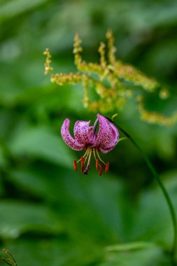 Ormanda yetişen Lilium margon çiçeği, yakın plan.