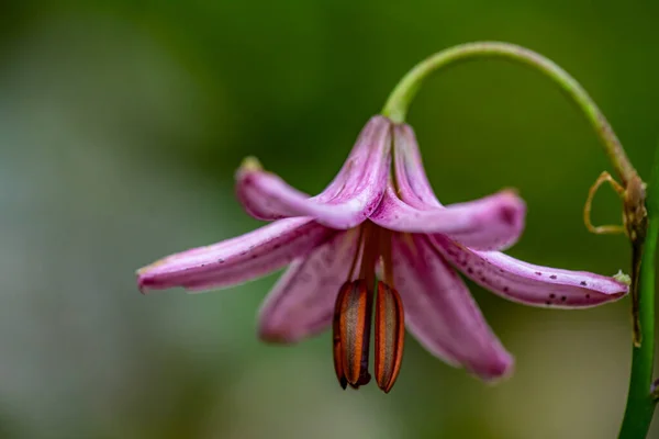 Ormanda Yetişen Lilium Margon Çiçeği Yakın Plan — Stok fotoğraf