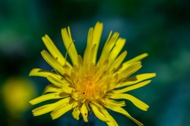 Dağlarda yetişen hieracium villosum çiçeği