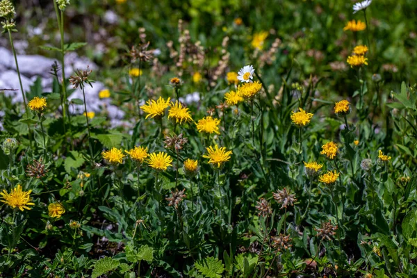 Hieracium Villosum Flower Growing Mountains — Fotografia de Stock