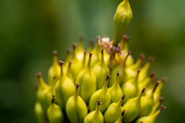 Gentiana Lutea dağlarda yetişiyor