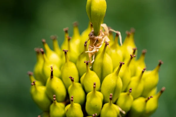 stock image Gentiana lutea growing in mountains