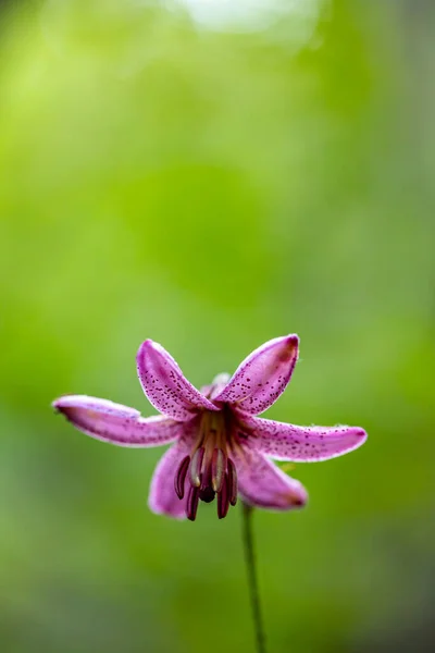 Ormanda Yetişen Lilium Margon Çiçeği Yakın Plan — Stok fotoğraf