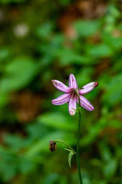 Ormanda yetişen Lilium margon çiçeği, yakın plan.