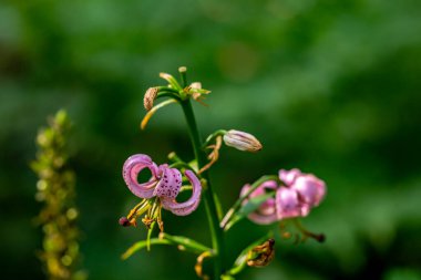 Ormanda yetişen Lilium margon çiçeği, yakın plan.