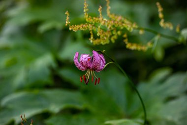 Ormanda yetişen Lilium margon çiçeği, yakın plan.
