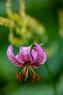 Ormanda yetişen Lilium margon çiçeği, yakın plan.