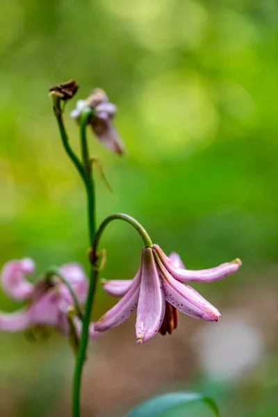 Lilium Martagon Blume Die Wald Wächst Aus Nächster Nähe — Stockfoto