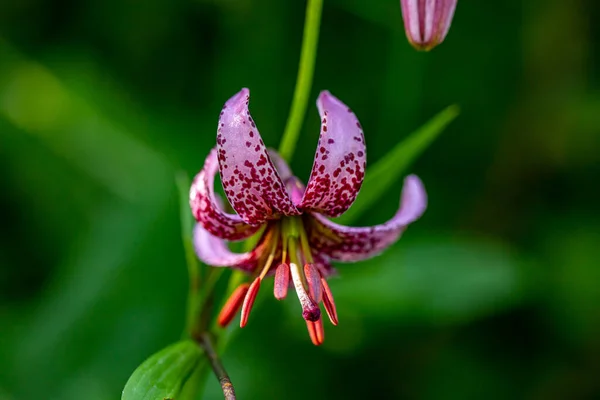 Lilium Martagon Flor Que Crece Bosque Cerca —  Fotos de Stock