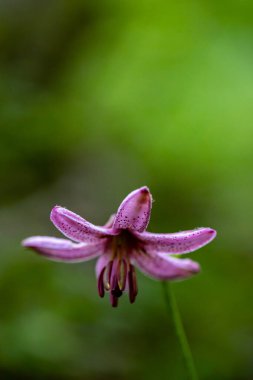 Ormanda yetişen Lilium margon çiçeği, yakın plan.