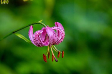 Ormanda yetişen Lilium margon çiçeği, yakın plan.