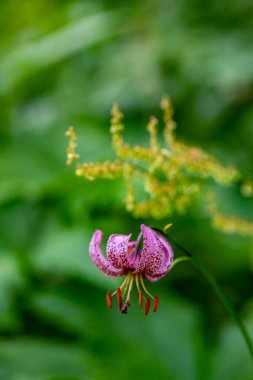 Ormanda yetişen Lilium margon çiçeği, yakın plan.