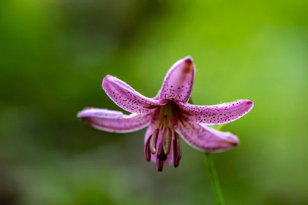 Lilium Martagon Flor Que Crece Bosque Cerca —  Fotos de Stock