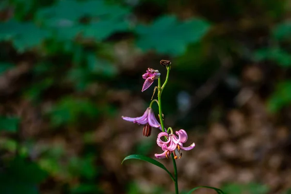 Lilium Martagon Λουλούδι Που Αναπτύσσεται Στο Δάσος Κοντά — Φωτογραφία Αρχείου