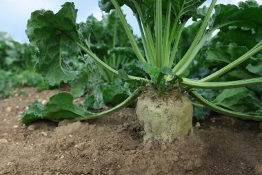 Yeşil yapraklı beyaz pancar bitkileri tarlada büyüyor.