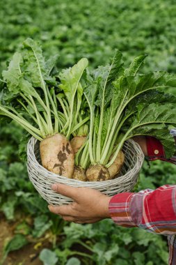 Man holding wicker basket with white beets in field, closeup