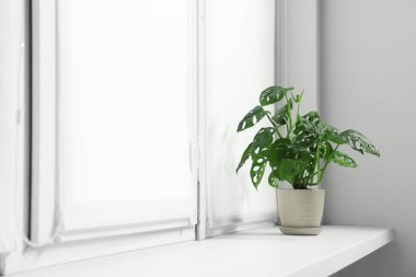 Perdeli pencere ve evin pervazında Epipremnum bitkisi.