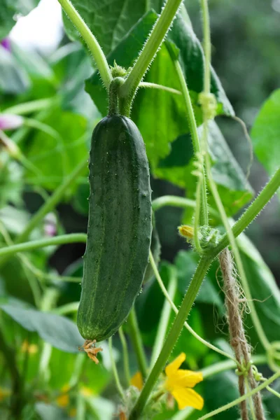Cucumber Growing Bush Garden Closeup — Stock Photo, Image