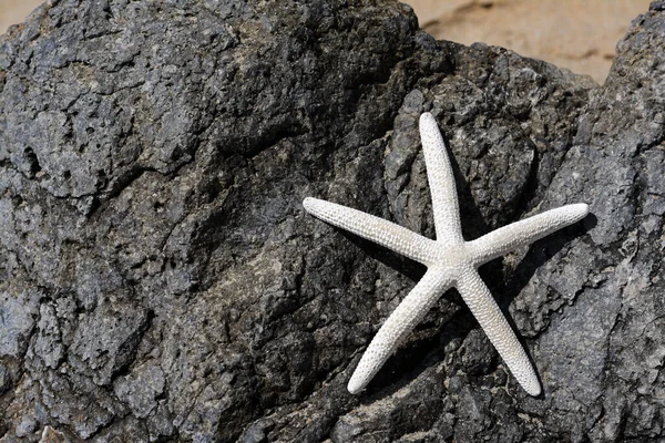 Czarny Kamień Piękną Rozgwiazdy Plaży Miejsce Tekst — Zdjęcie stockowe
