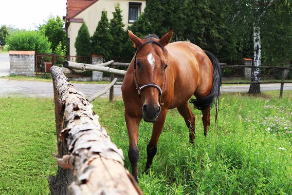 Schönes Pferd Auf Koppel Der Nähe Von Holzzaun Freien — Stockfoto